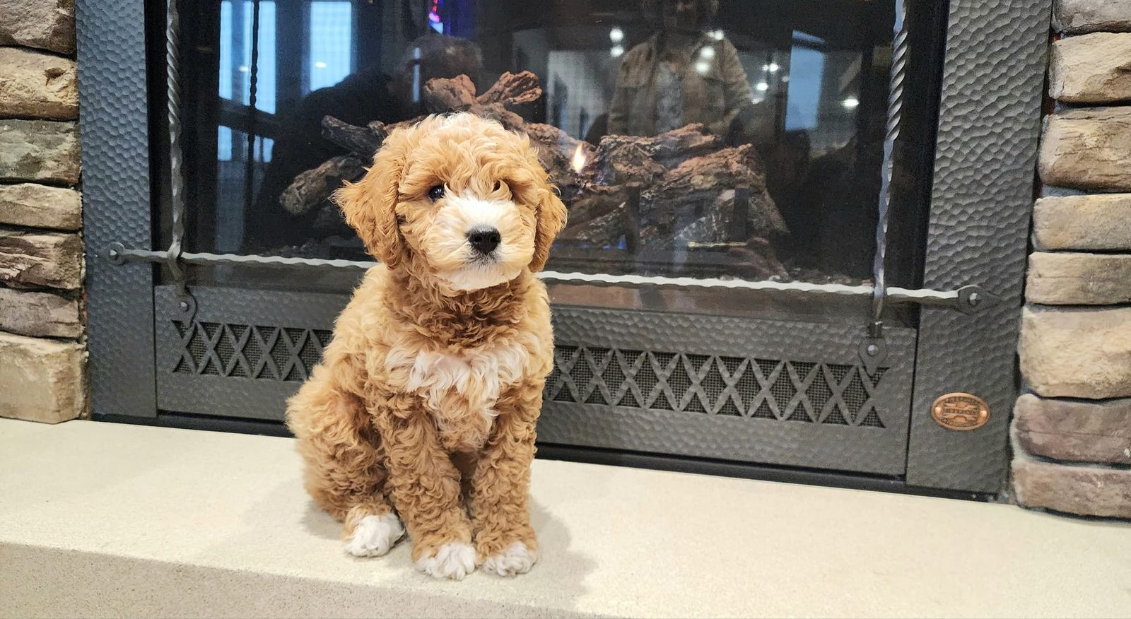 Curly brown puppy sitting on a stone hearth in front of a fireplace.