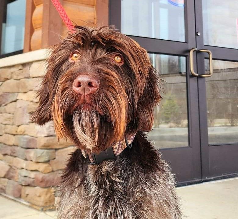 Brown shaggy dog sitting on a leash outside a building with glass doors