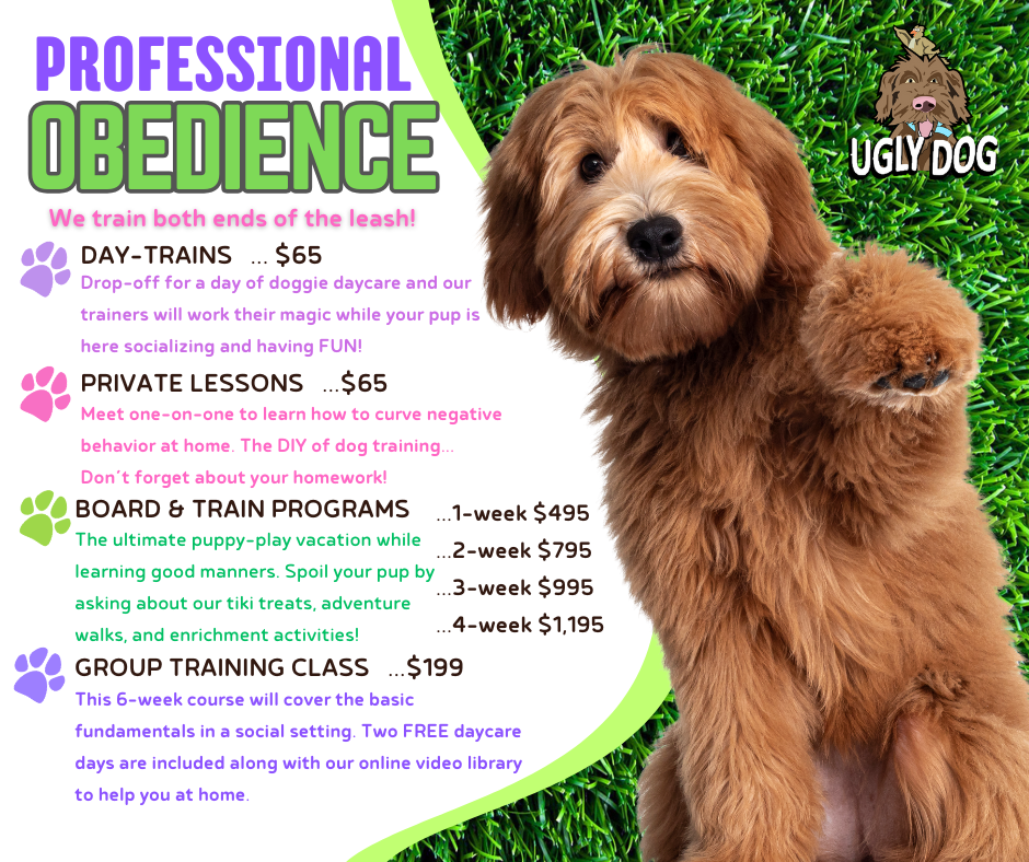 Ugly dog beside “Professional Obedience” training ad with class options and prices