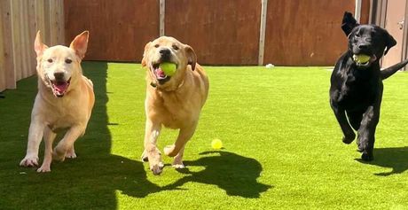 Three dogs running on bright green grass in a fenced yard, with tennis balls in their mouths.