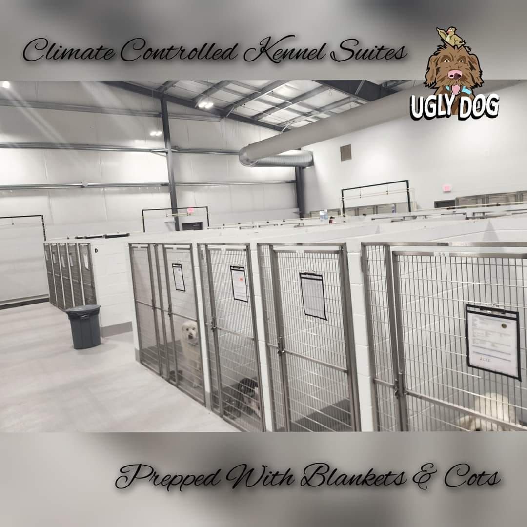 Interior of a climate-controlled dog kennel with rows of metal cages and hanging blankets and coats