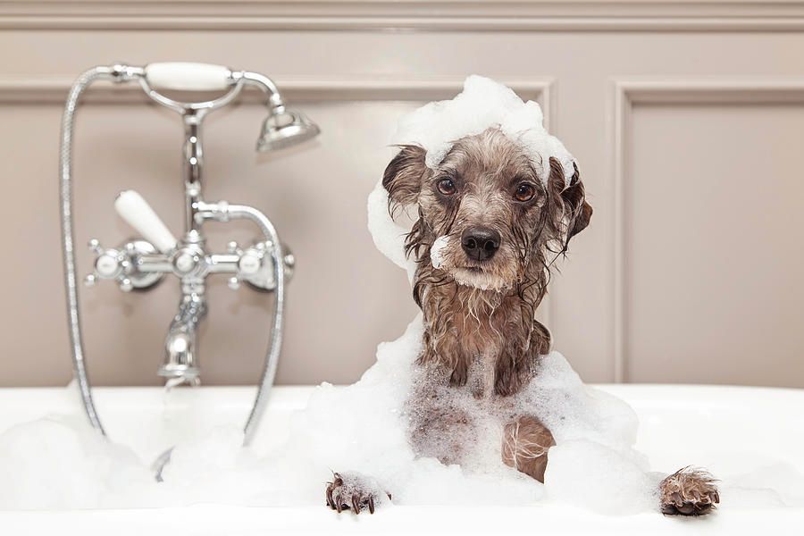 Wet dog in a bathtub with soap suds, near a chrome faucet and beige bathroom wall