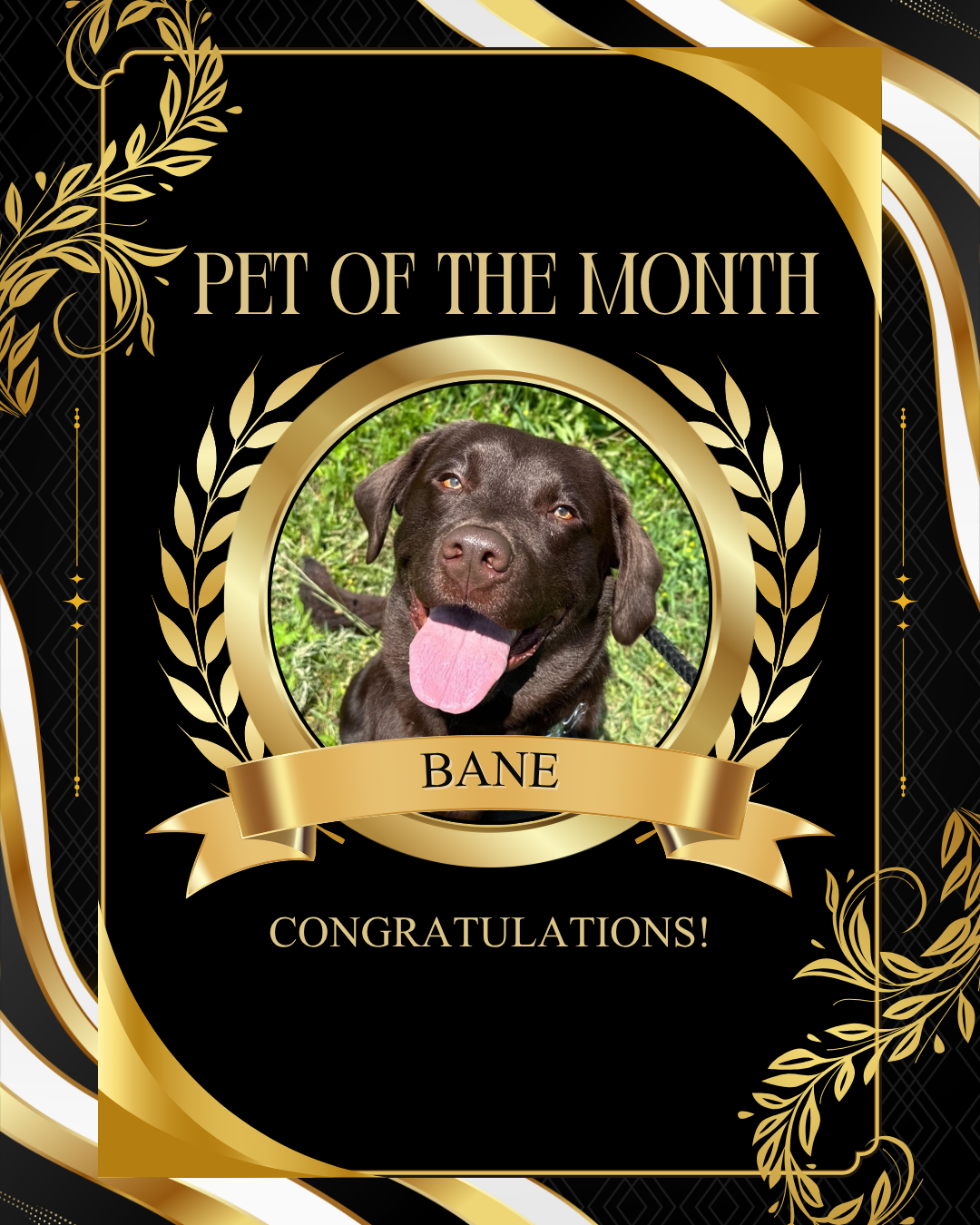 Pug of the Month award with Bane’s photo, gold laurel wreath, and “Congratulations!” on black background
