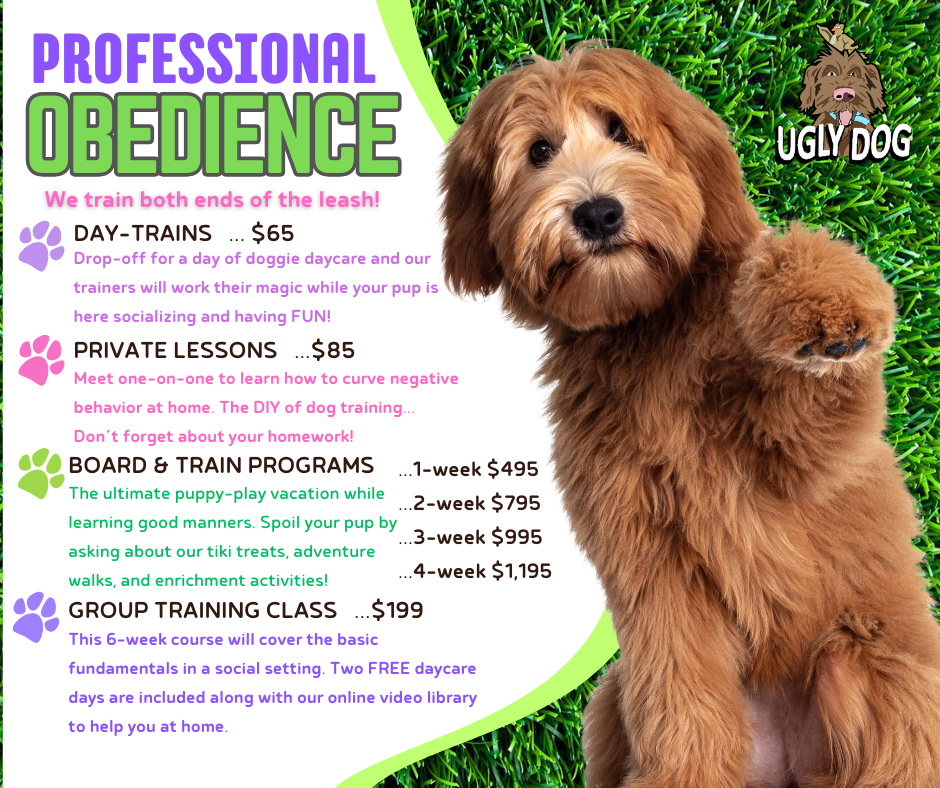 Ugly dog beside “Professional Obedience” training ad with class options and prices