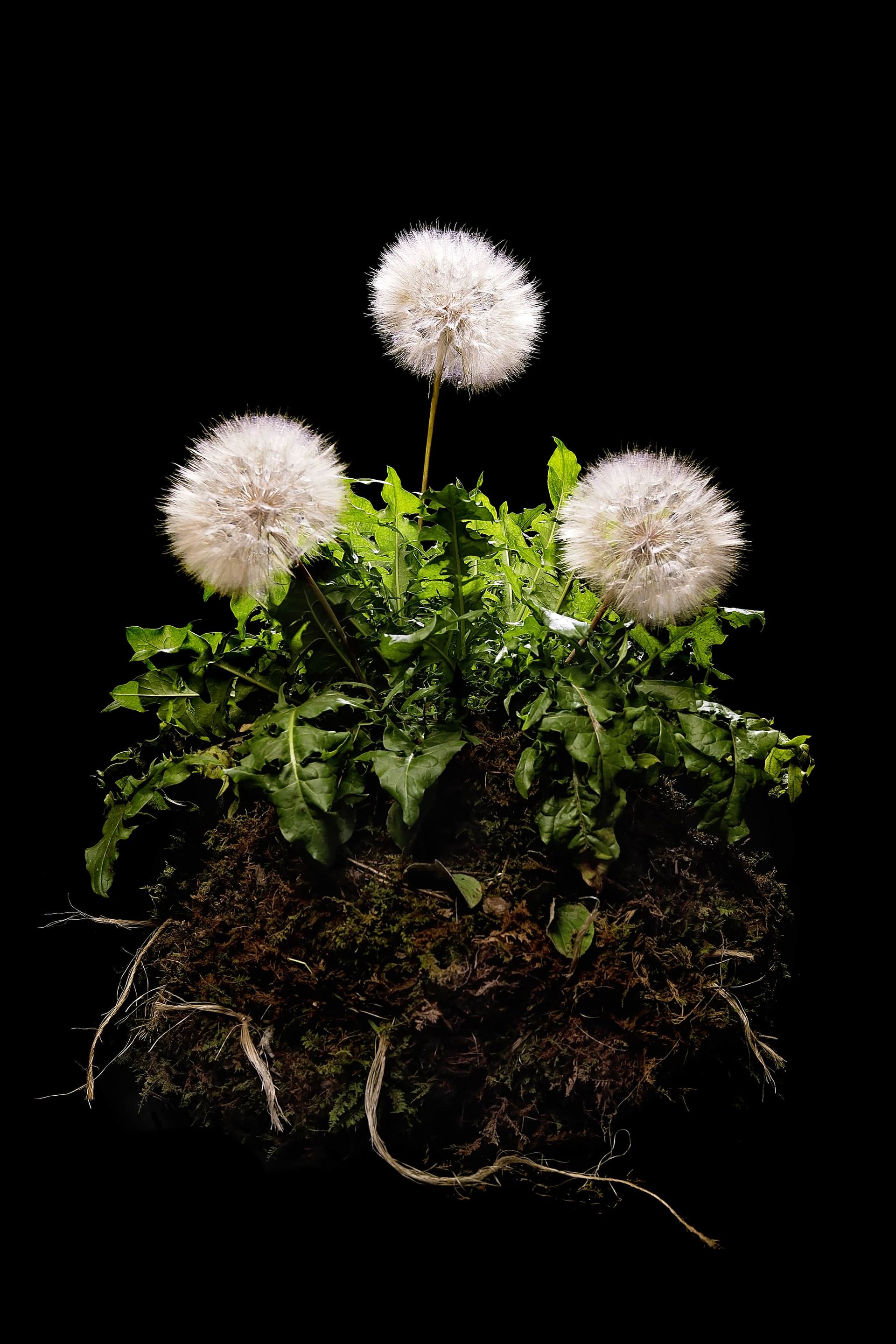 Three dandelions are growing out of the ground on a black background.