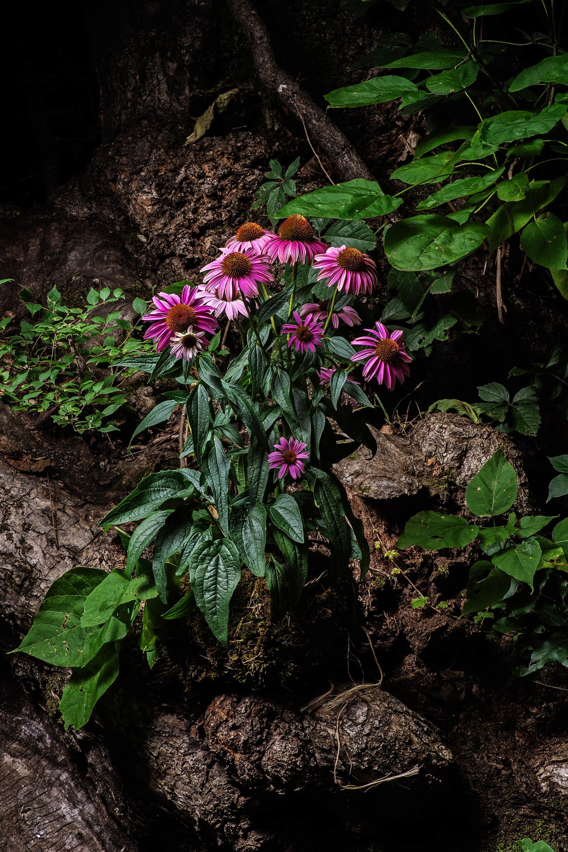 A bunch of purple flowers are growing on a rock in the woods.