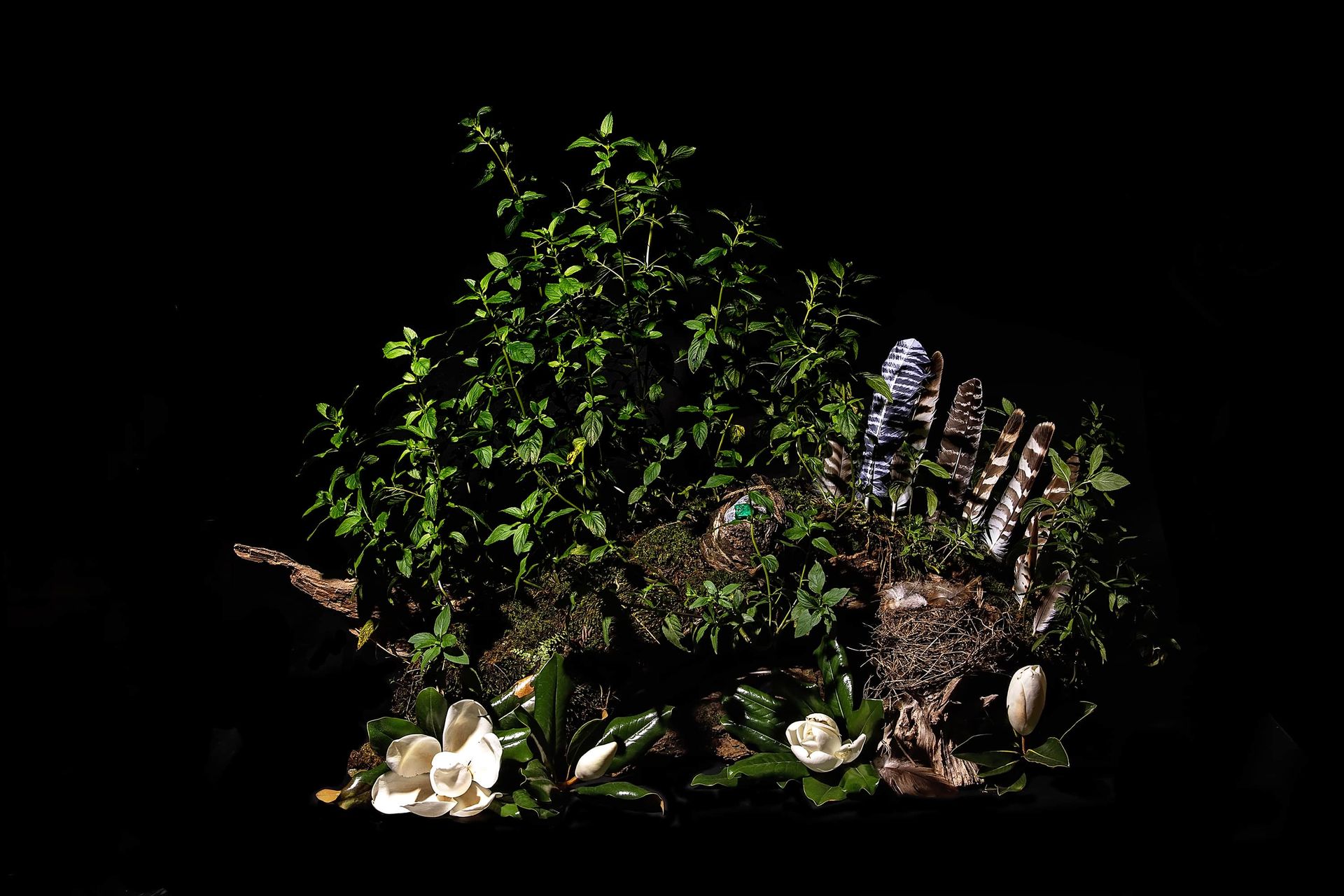 A bunch of plants and flowers on a black background.