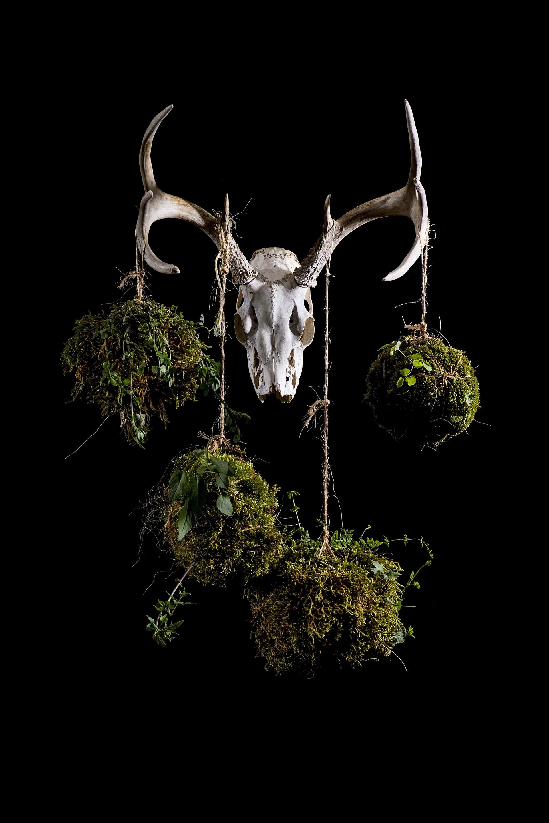 A deer skull is hanging from a tree branch with moss balls.