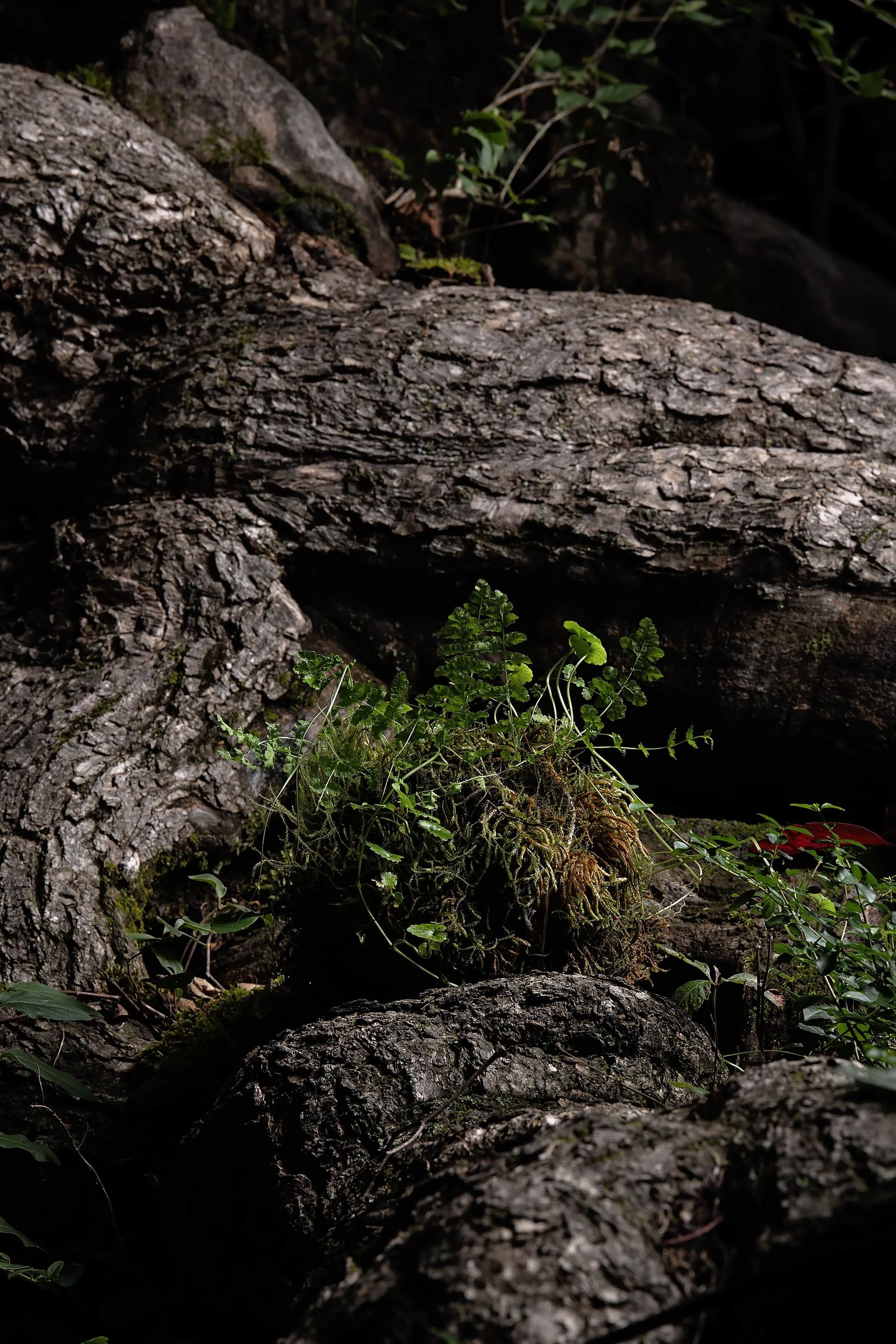 A close up of a tree trunk with moss growing on it.