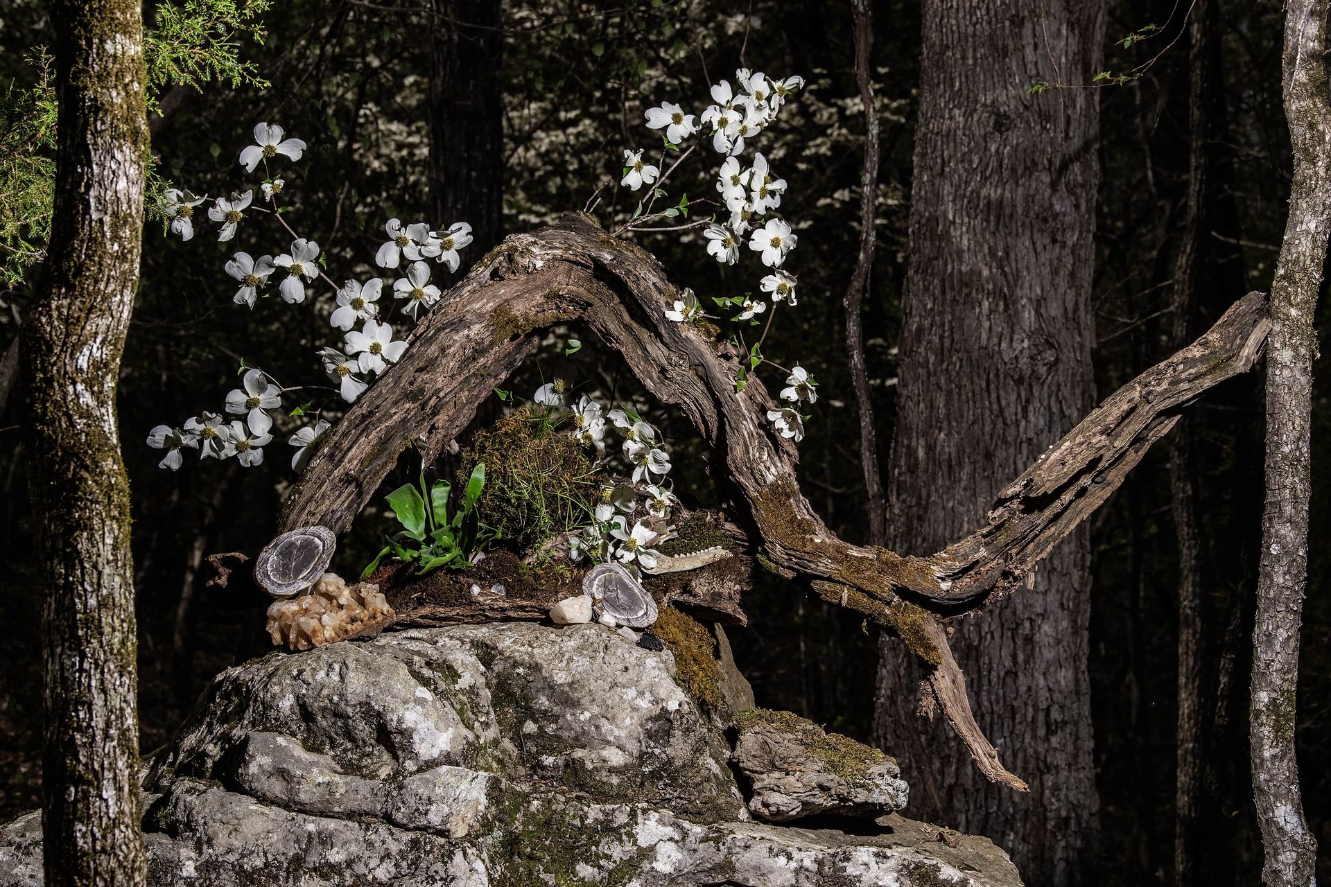 A tree branch is growing out of a rock in the middle of a forest.
