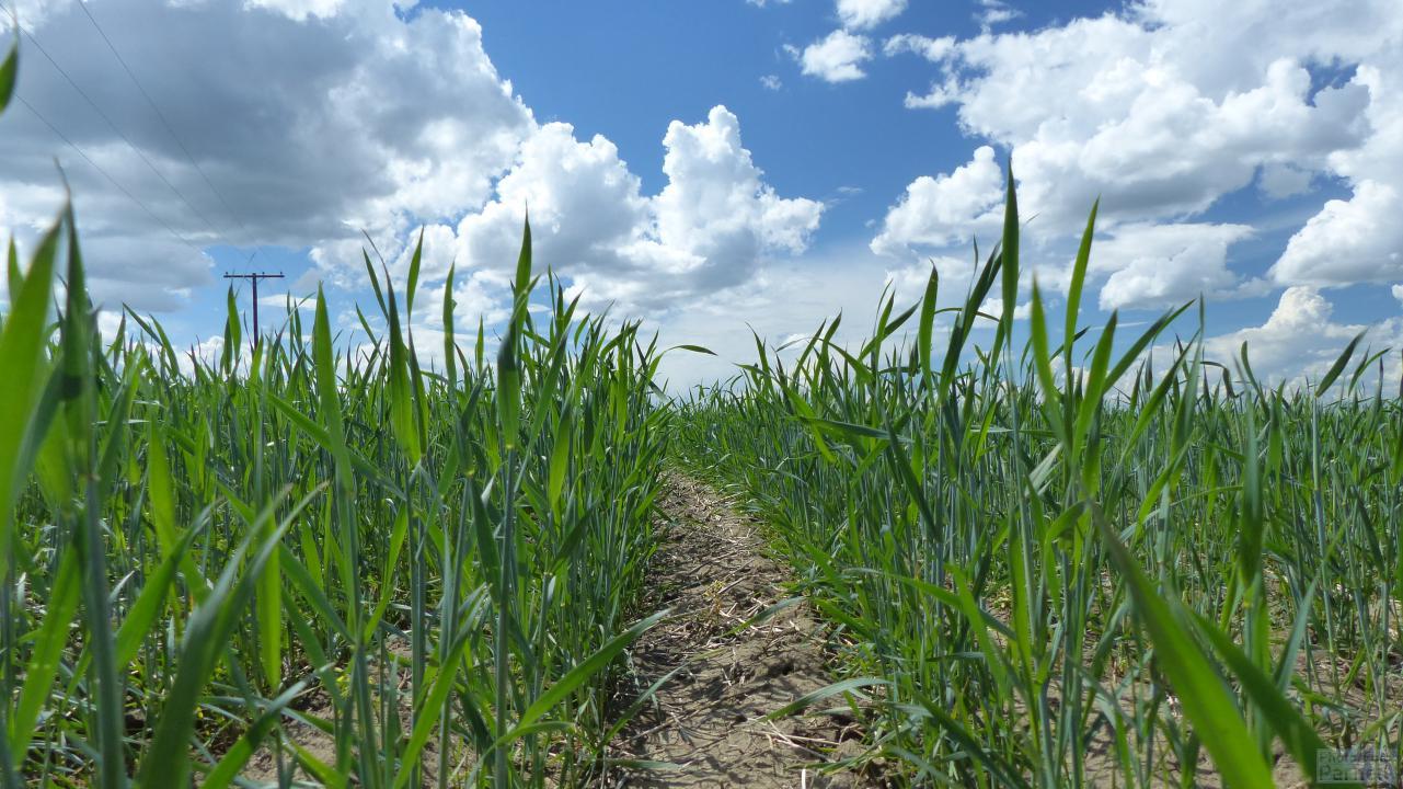 Close up view down rows of no-till seeded spring wheat.