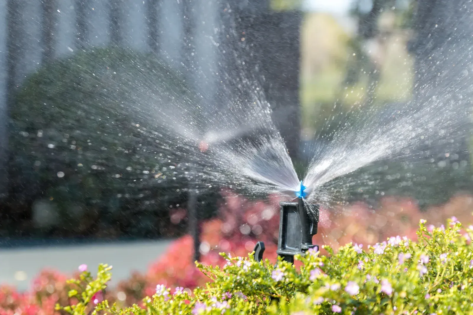Sprinkler spraying water over green and pink plants in a garden.