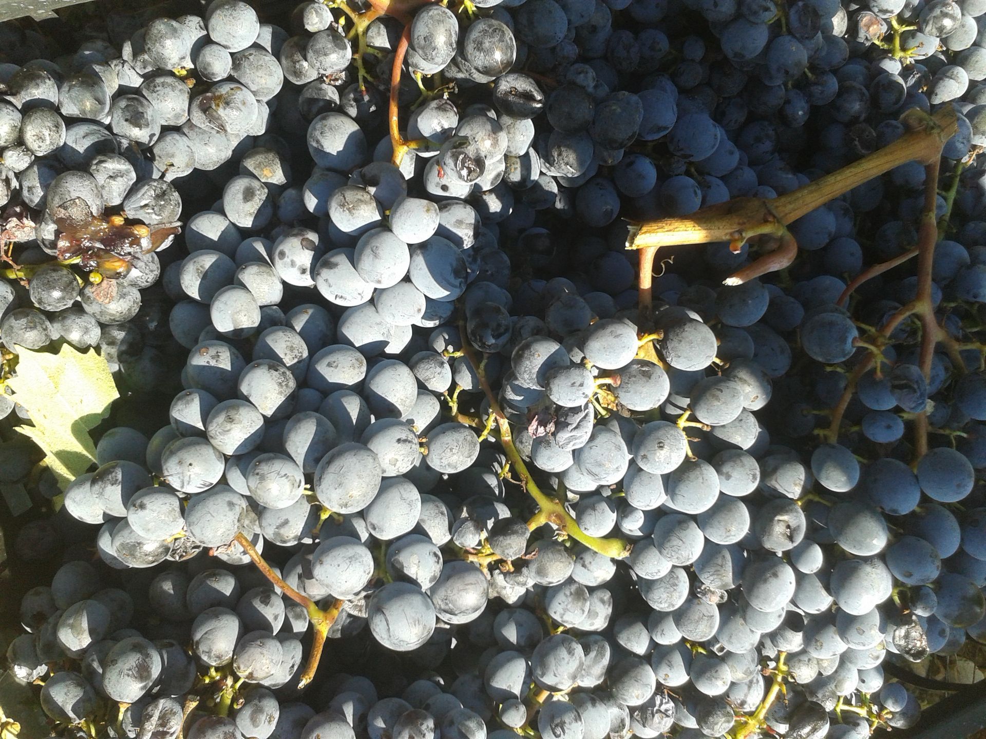 Grappoli di uva a San Pierino