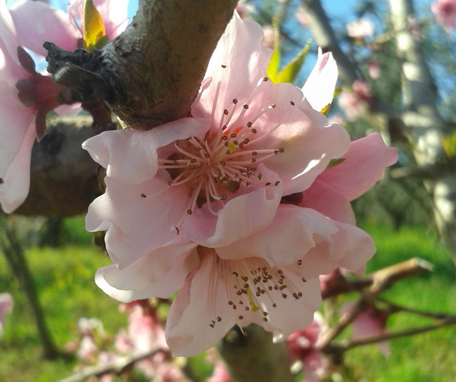 Podere San Pierno:fiori di pesco a primavera.