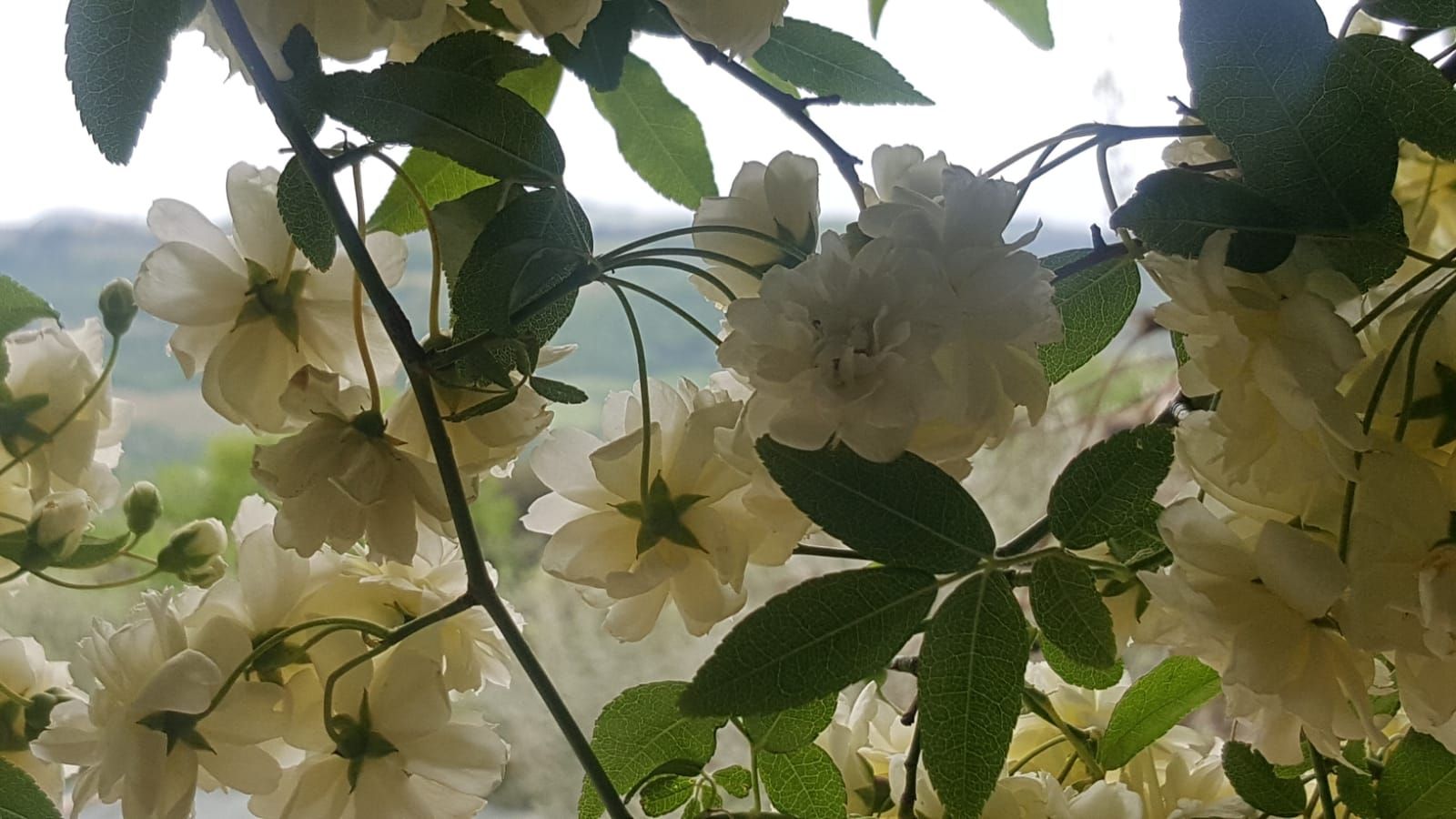 Rosa fiorita a San Pierino