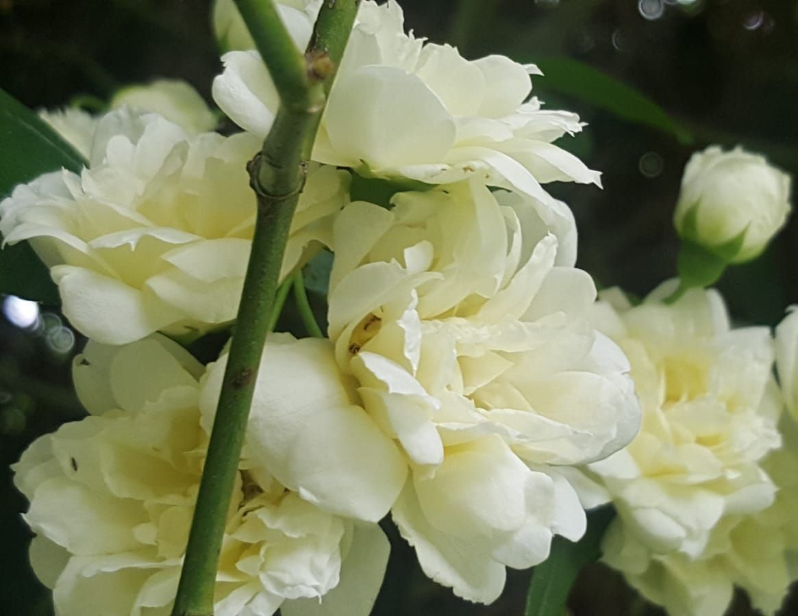 Fiori di rosa Banksiae alba a San Pierino
