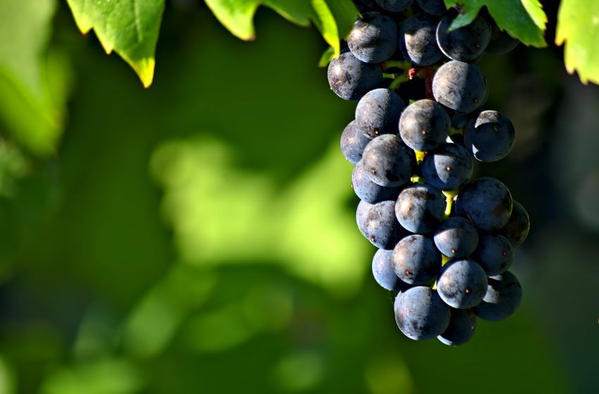 Podere San Pierino - grappolo di uva nera