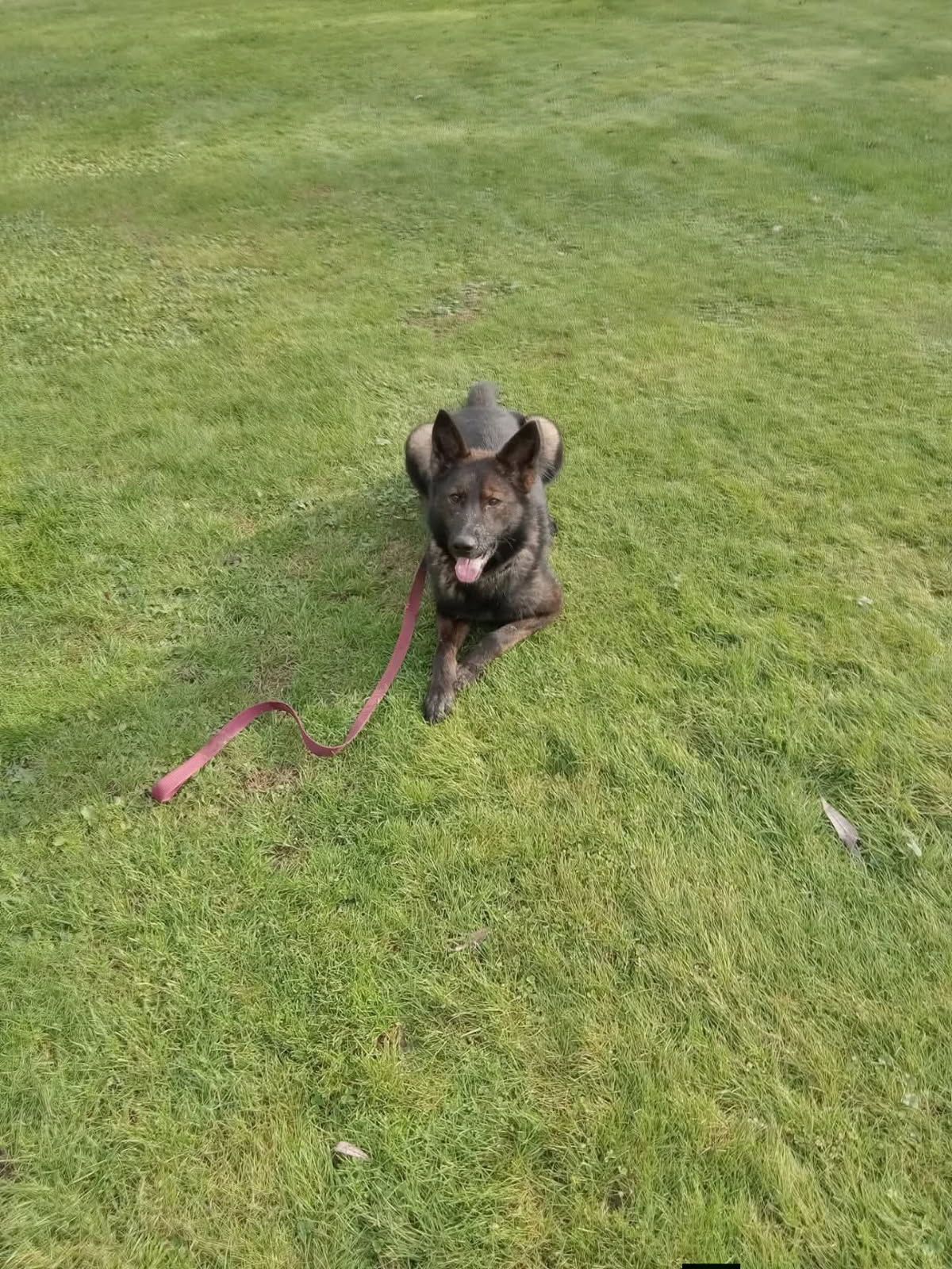 Small black dog sitting on grass with a pink leash attached