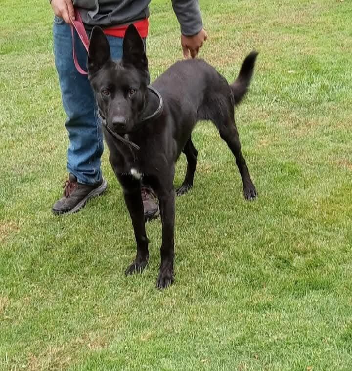 Black dog on leash standing on grass beside a person in jeans and boots
