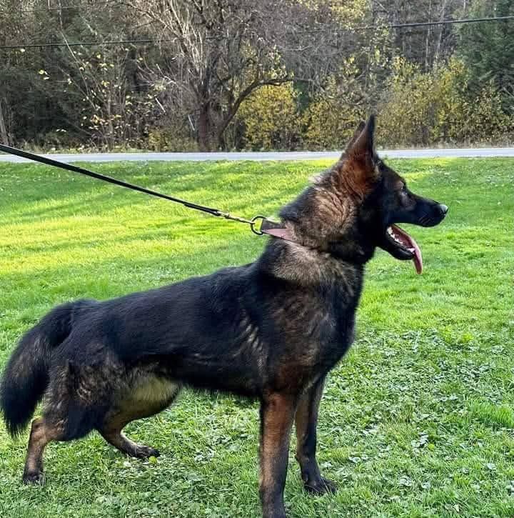 German Shepherd standing on grass, leashed, with tongue out, in a park-like setting
