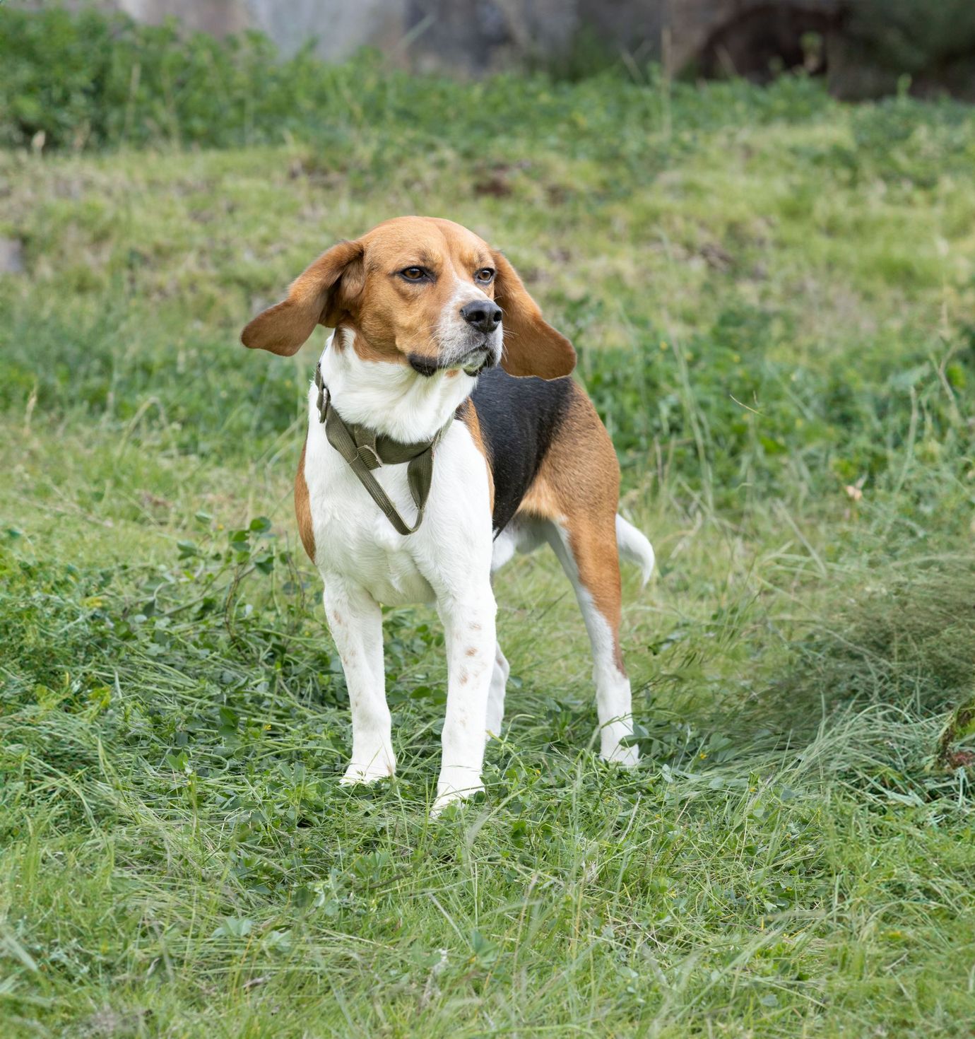 Hunting hounds running through Vermont woodland