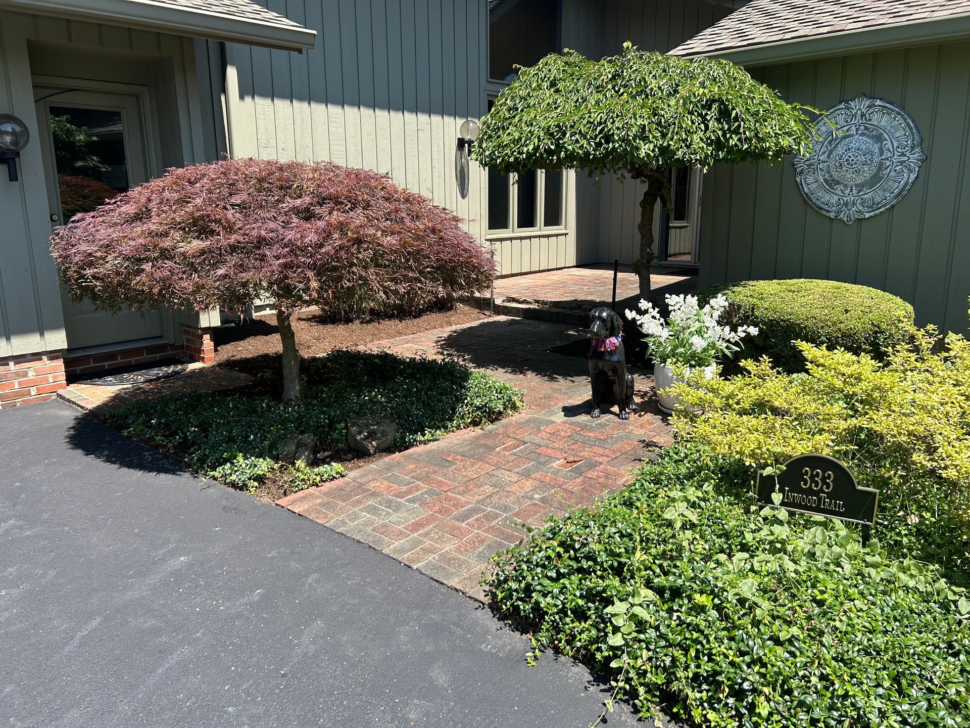 Dog sits near a brick path and manicured shrubs in front of a house.