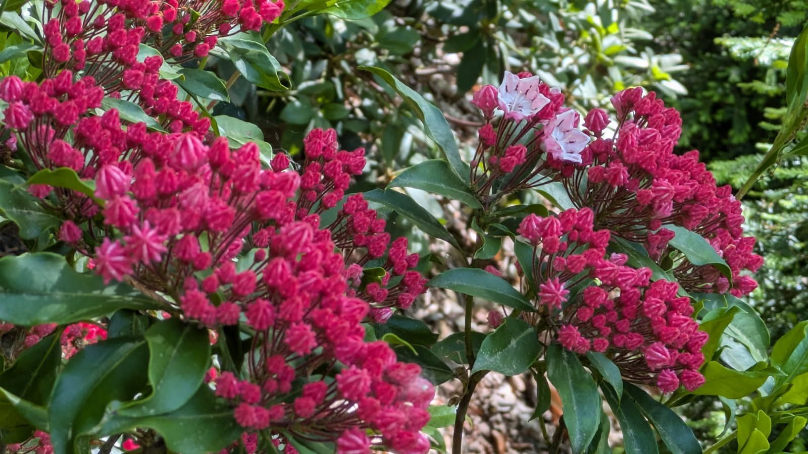 Bright pink mountain laurel flowers with green leaves.