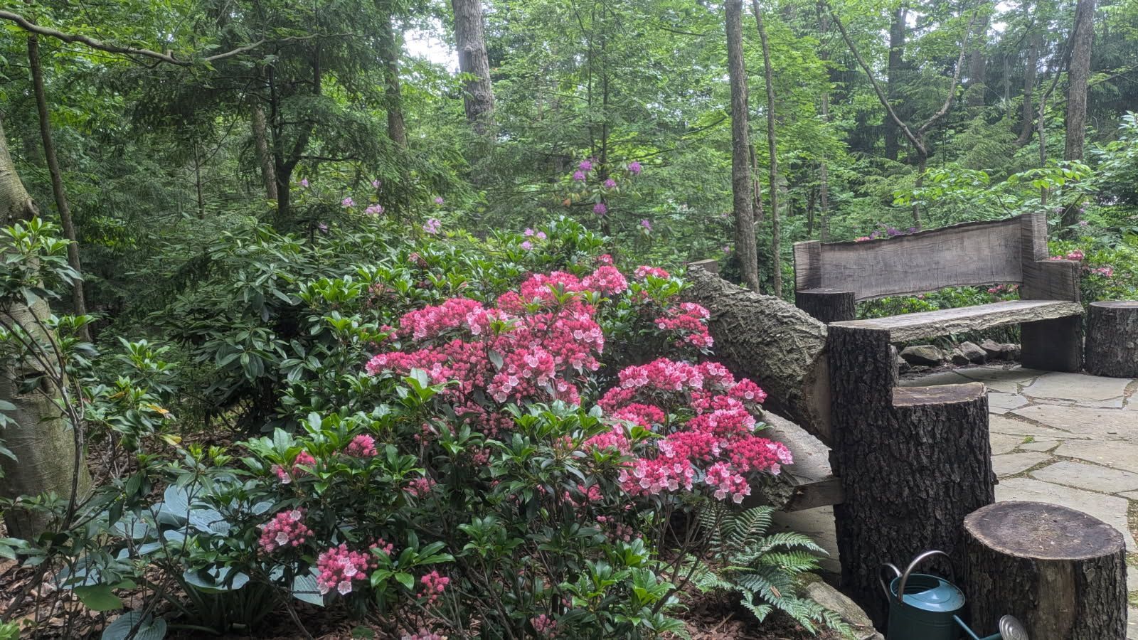 Pink azalea bush in bloom with a stone bench in a lush green garden setting.