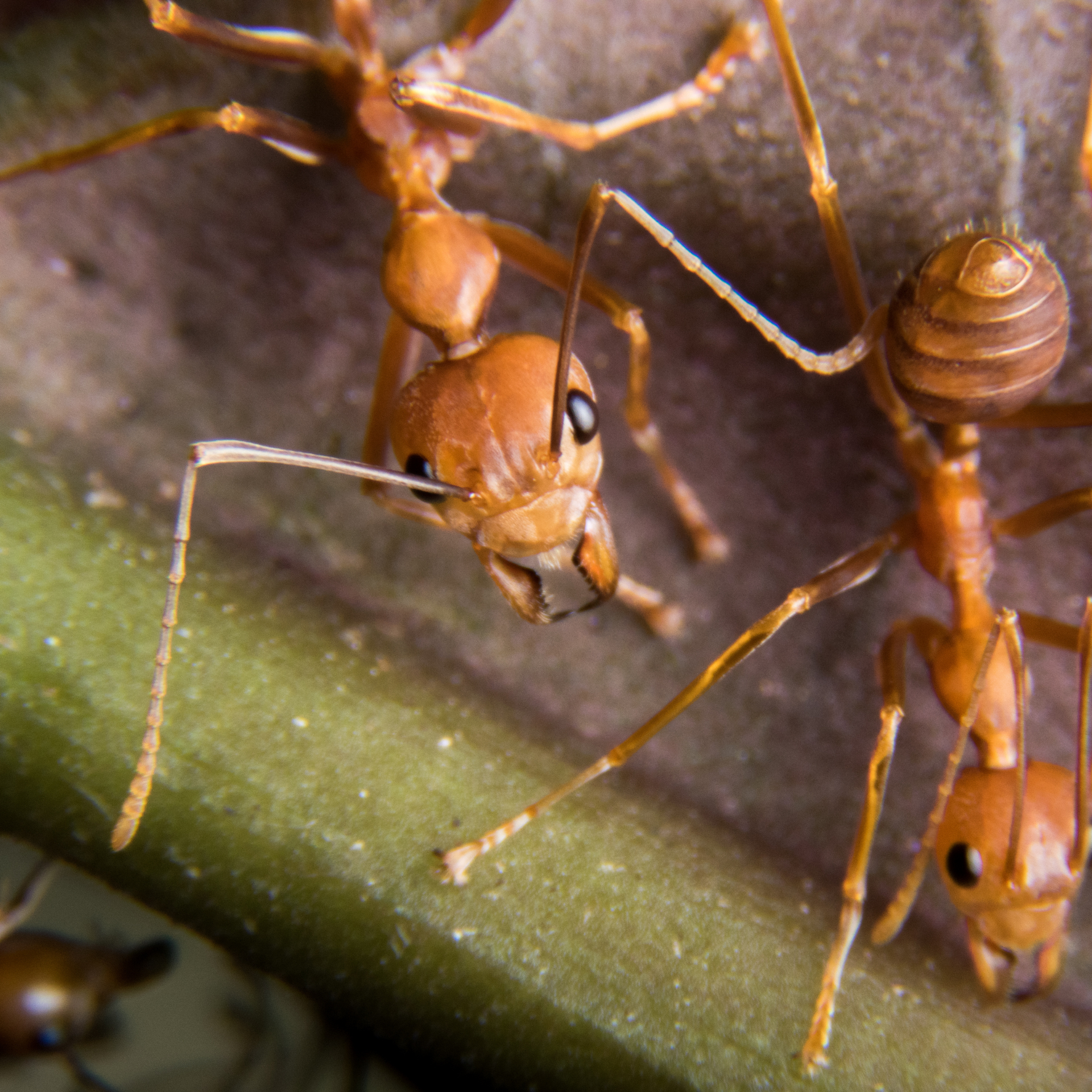 fire ant removal near me in lagrange ga