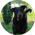 Avis Client Google Laurence P, Saveurs de nos fermes Albertville, magasin de producteurs et produits locaux
