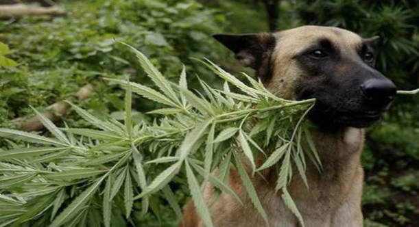 CBD per animali
