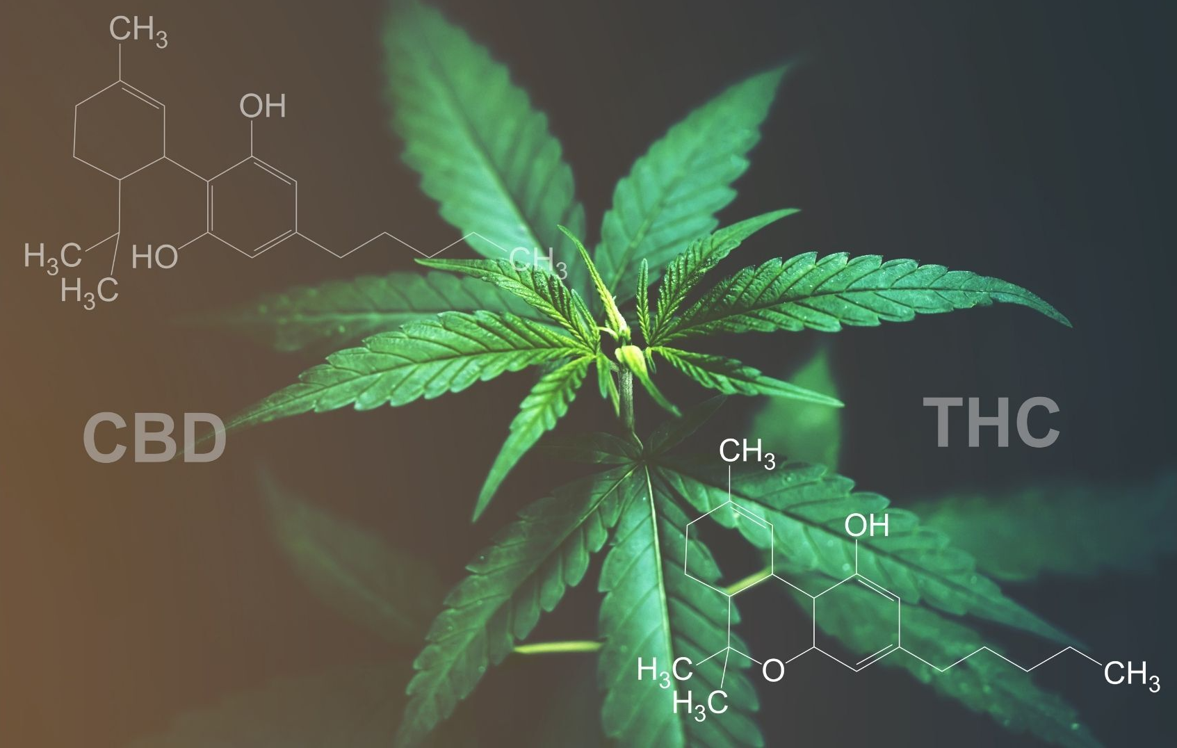 CBD