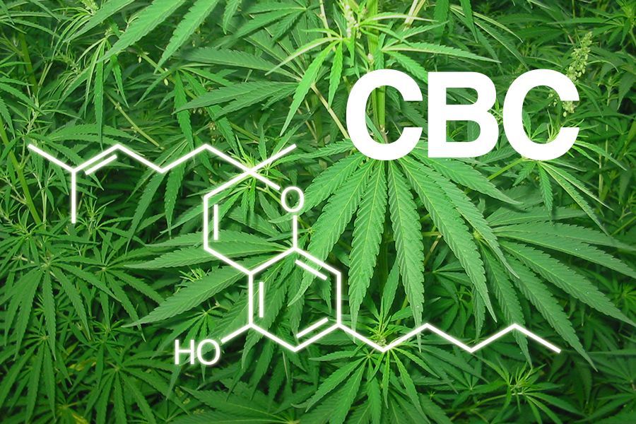 foglia cannabis