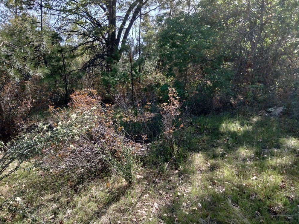 Wooded brush with trees and dense undergrowth in dappled sunlight