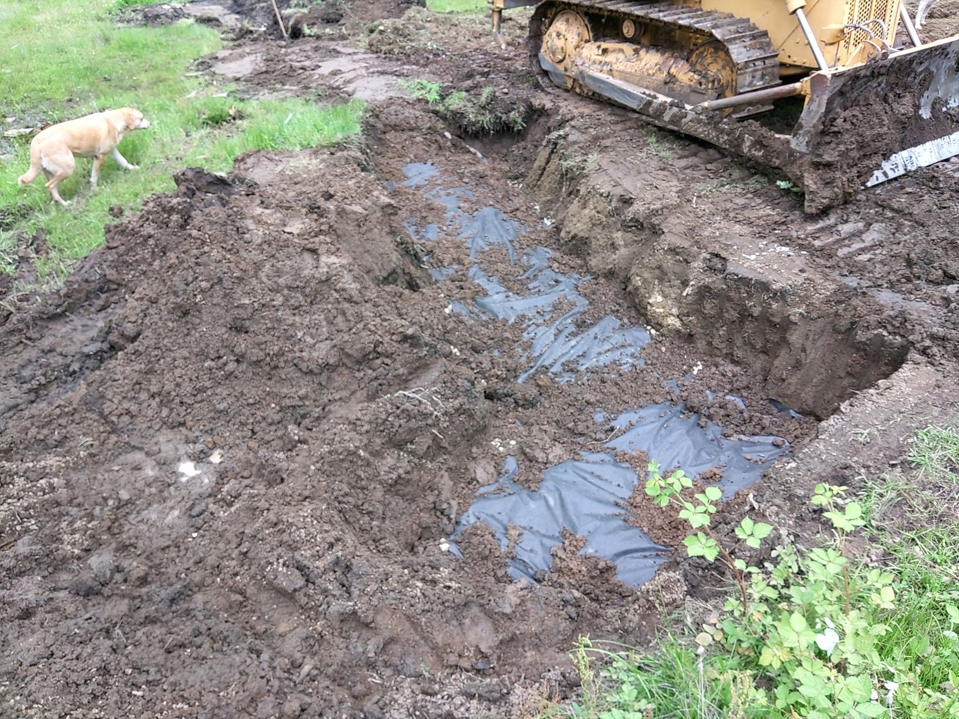 Excavator digging a muddy trench beside a small dog in a grassy yard