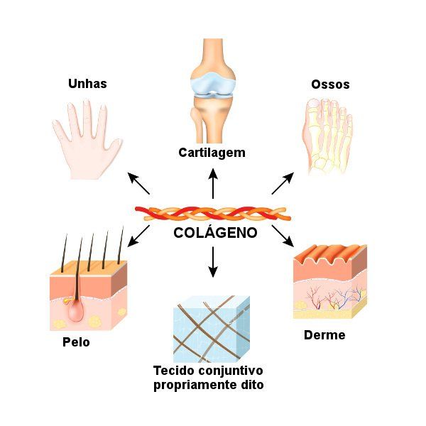 Um diagrama mostrando os diferentes tipos de colageno