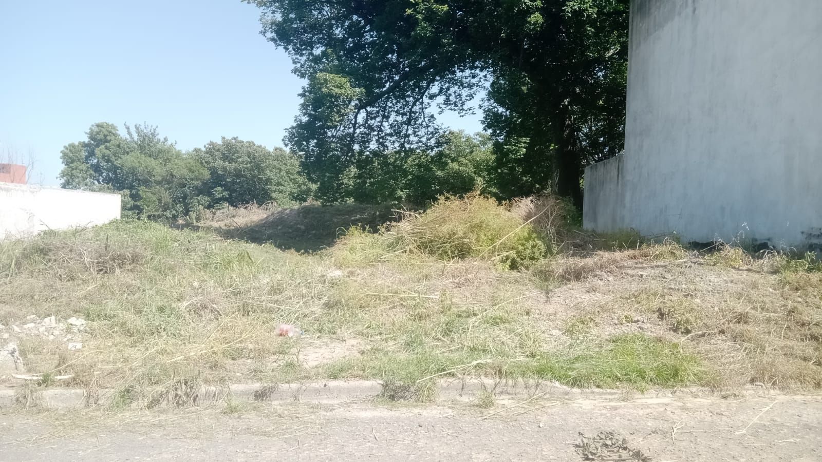 Solar baldío cubierto de maleza junto a un edificio blanco, con árboles y arbustos bañados por la luz del sol.