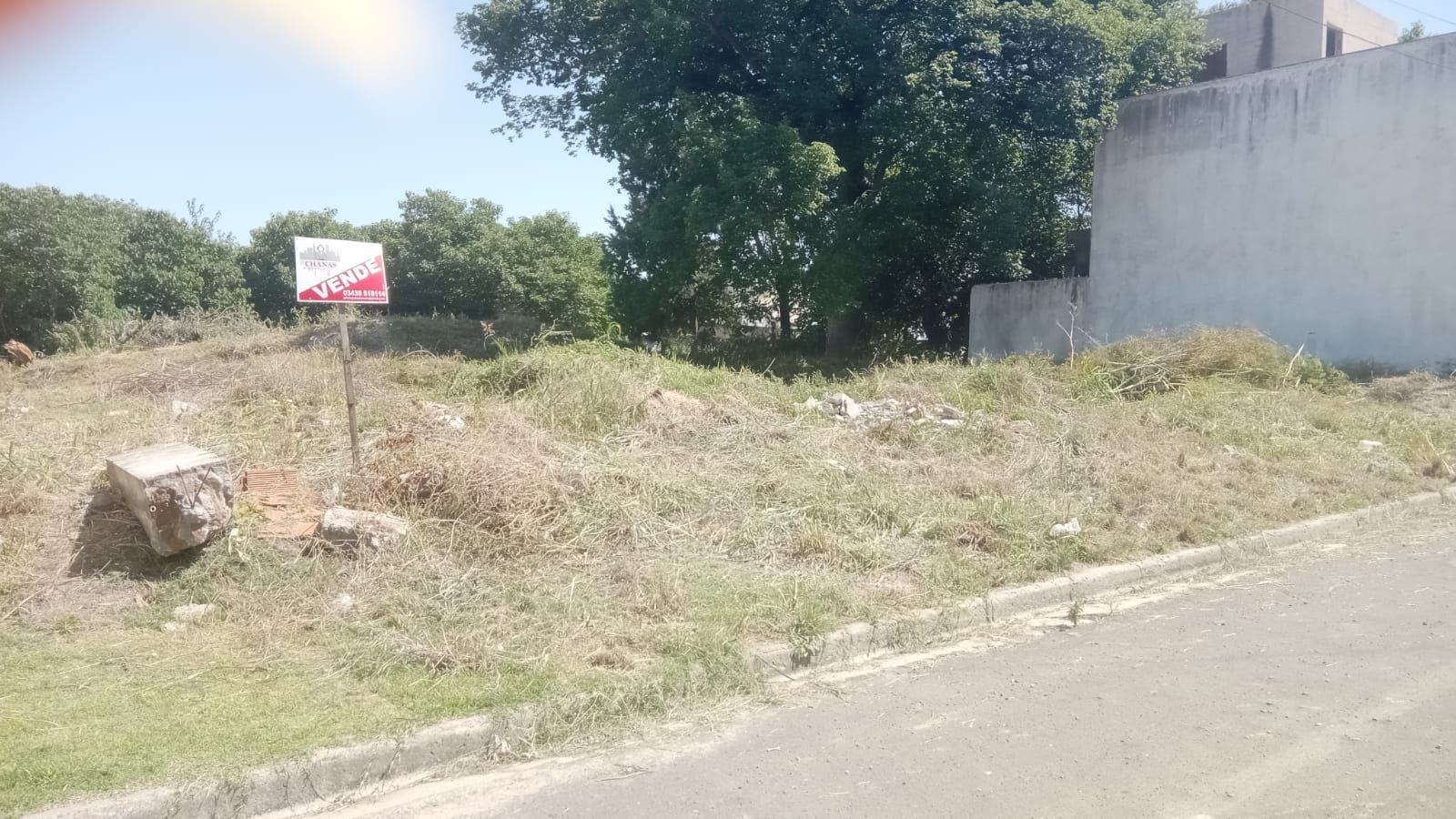 Solar baldío cubierto de maleza junto a un edificio blanco, con árboles y arbustos bañados por la luz del sol.