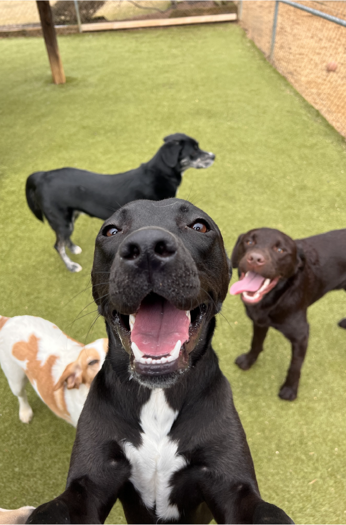 A happy black dog with a white chest patch takes a selfie, with three other dogs playing in a fenced grassy park.