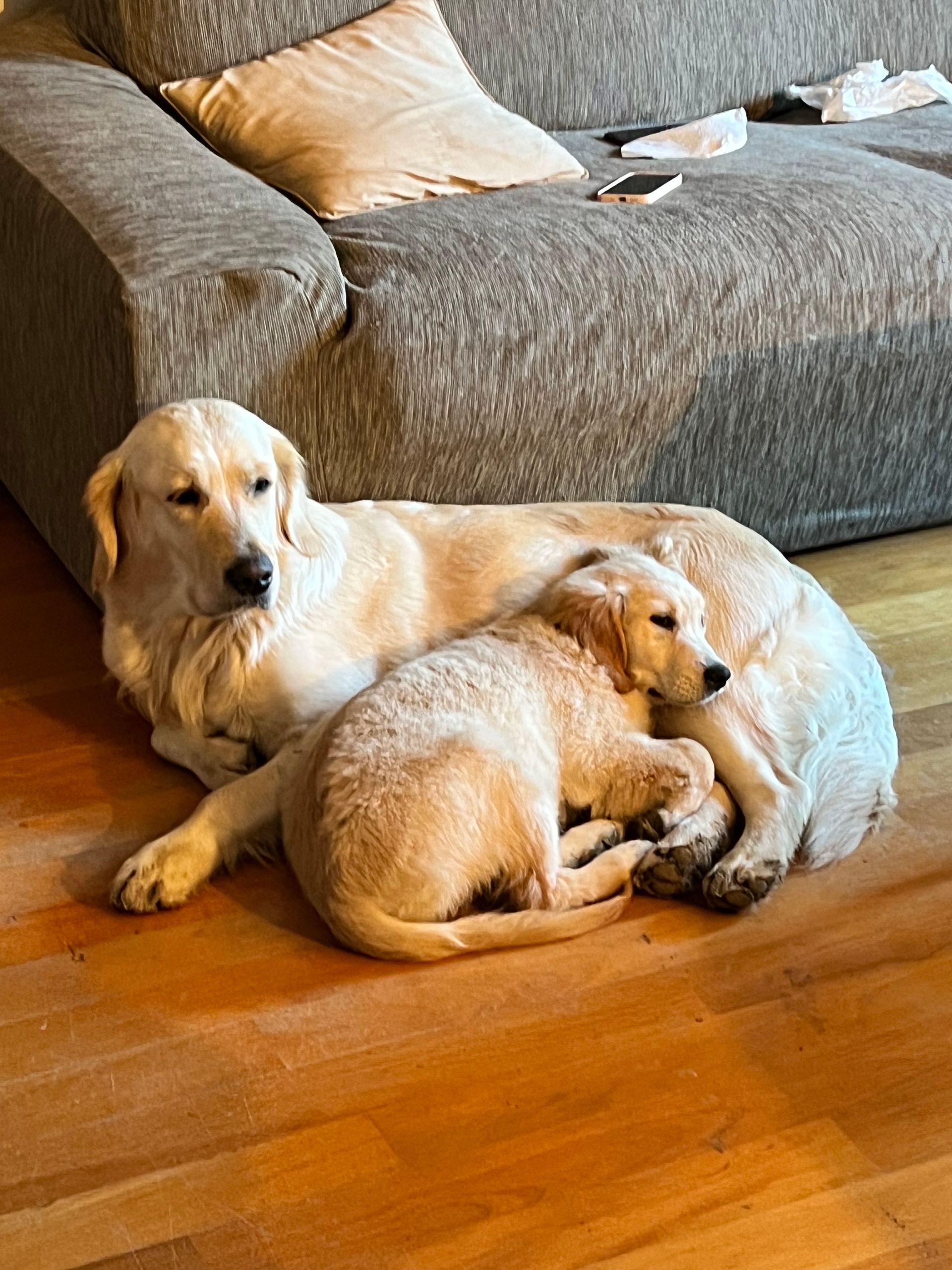 Honey e Molly
