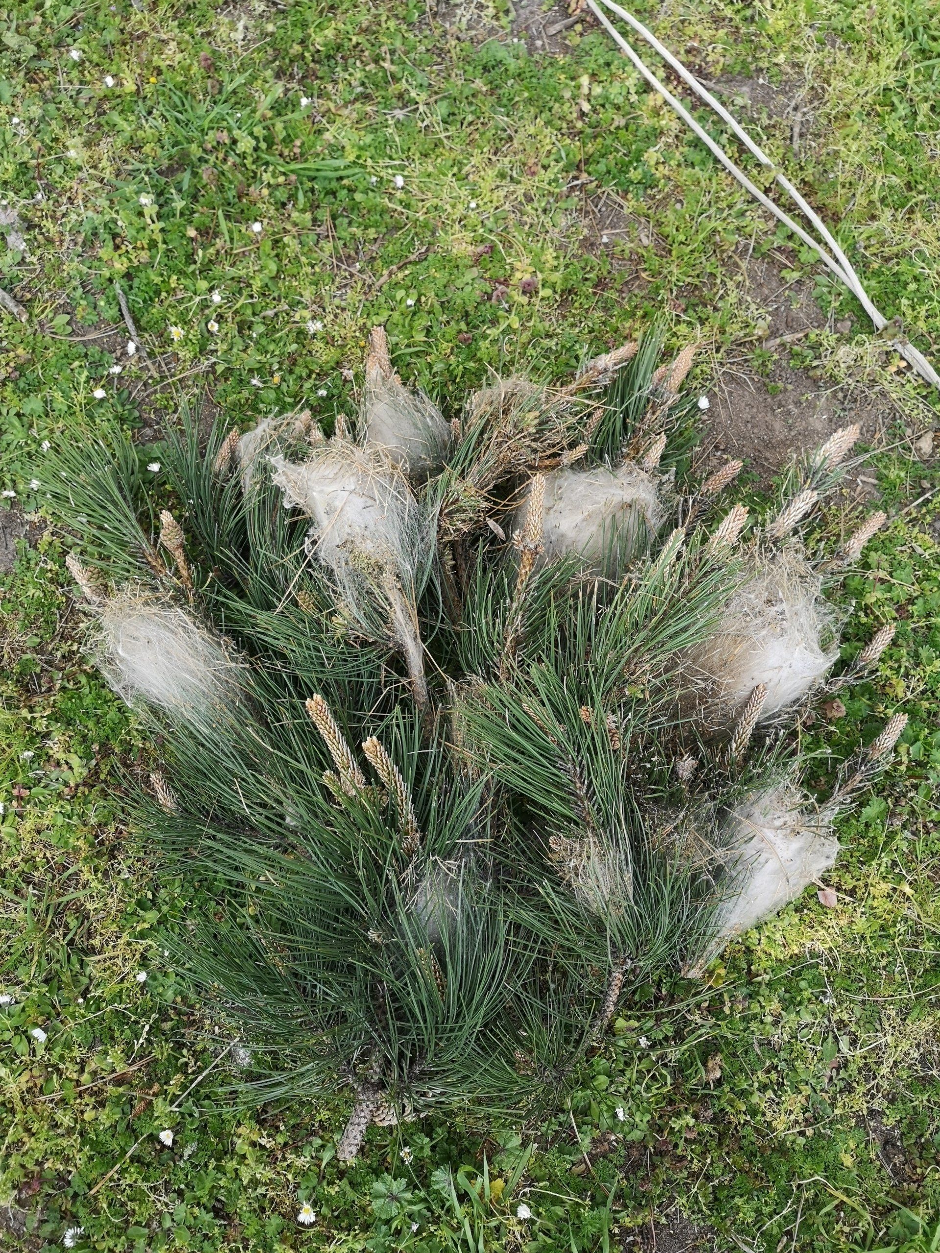 Un bouquet de plumes sort d'une plante dans l'herbe.