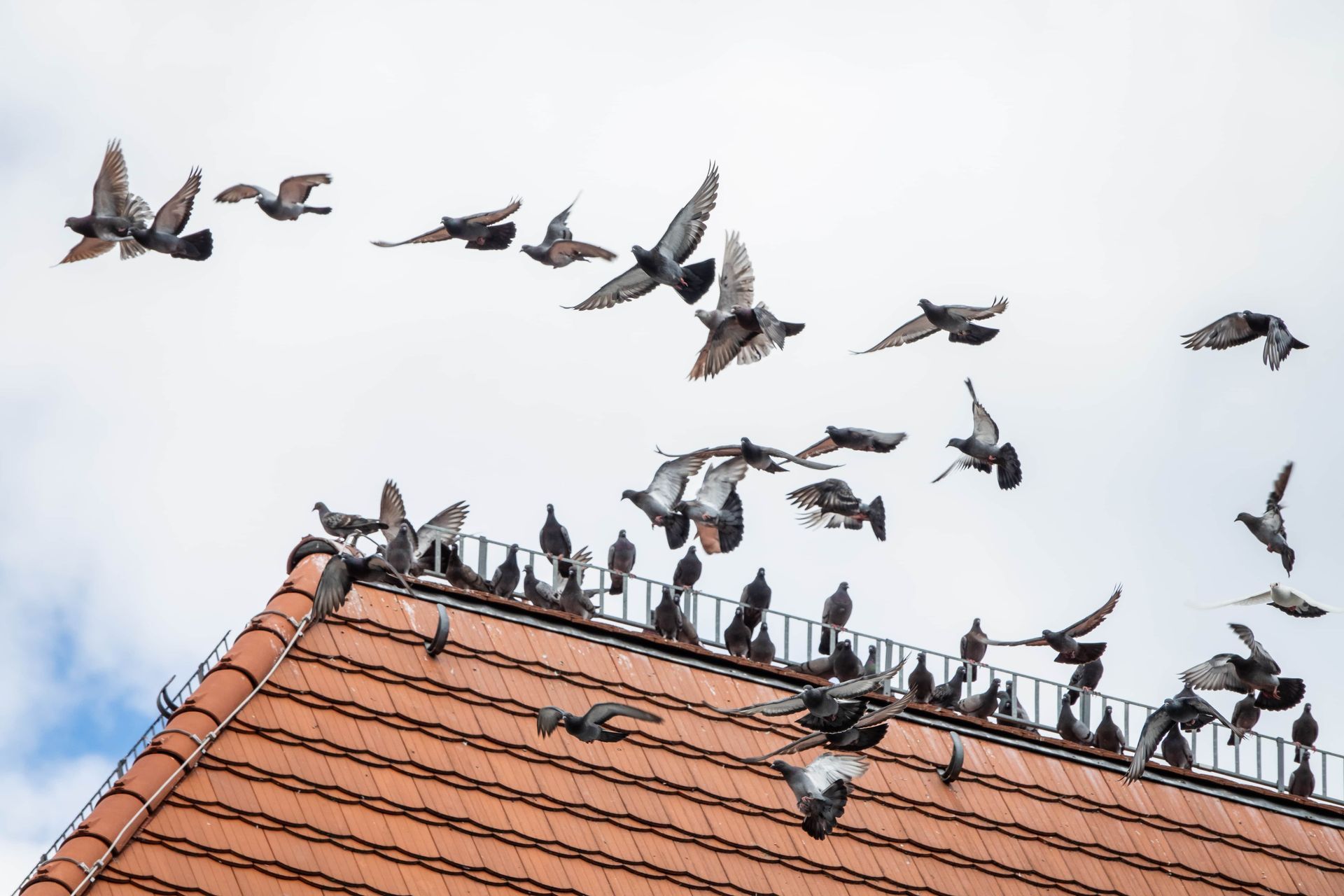 A flock of pigeons are perched on the roof of a building.