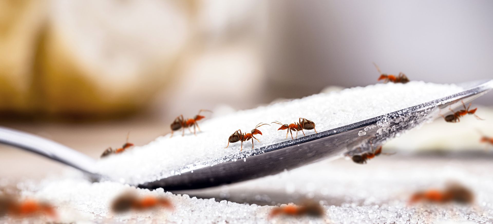 Ants are crawling on a spoon of sugar.