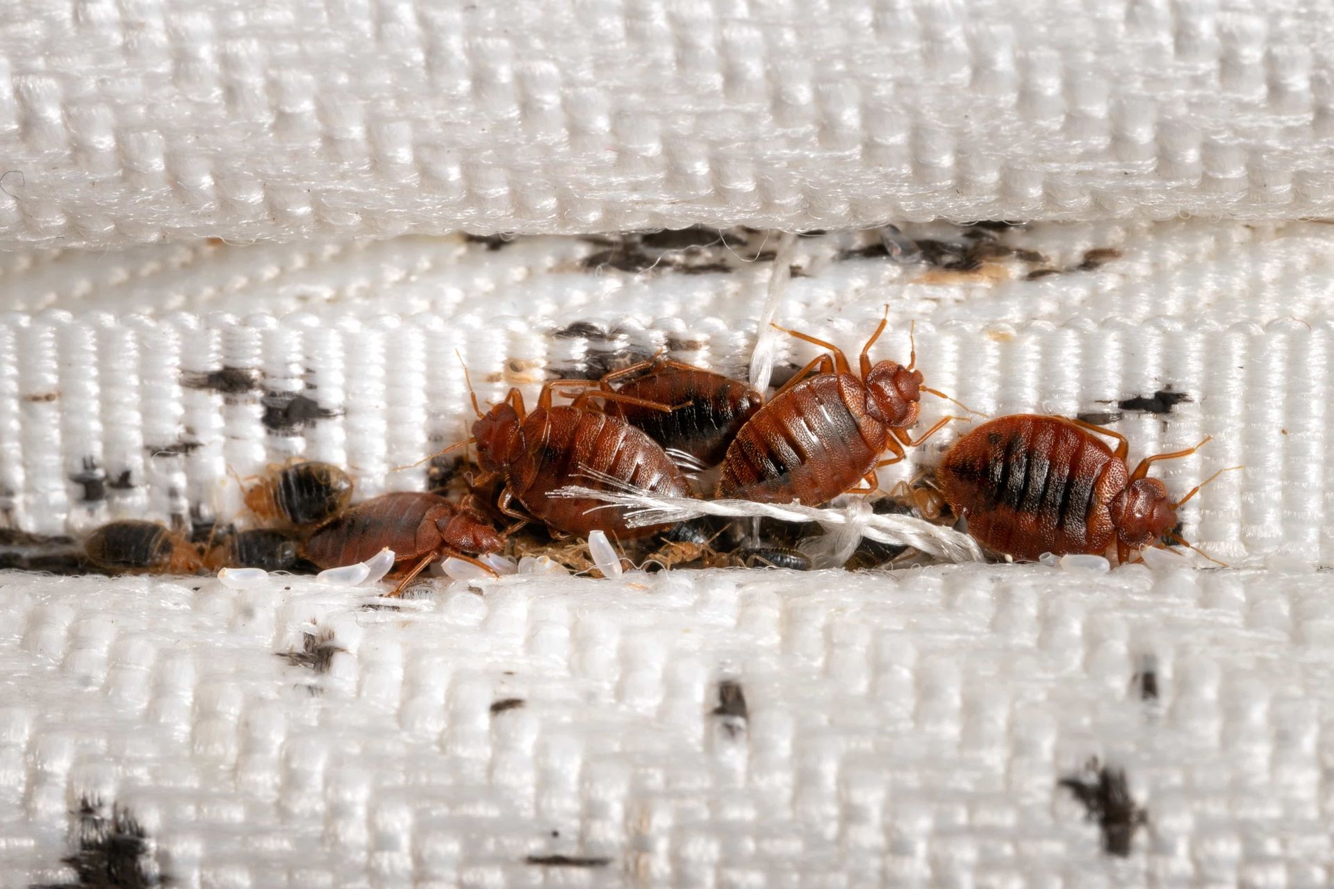 A bunch of bed bugs are crawling on a white blanket.