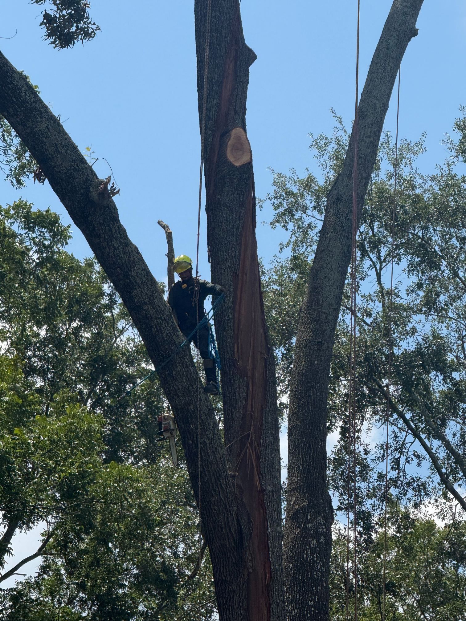 Worker in a tree trimming a large branch on a sunny day