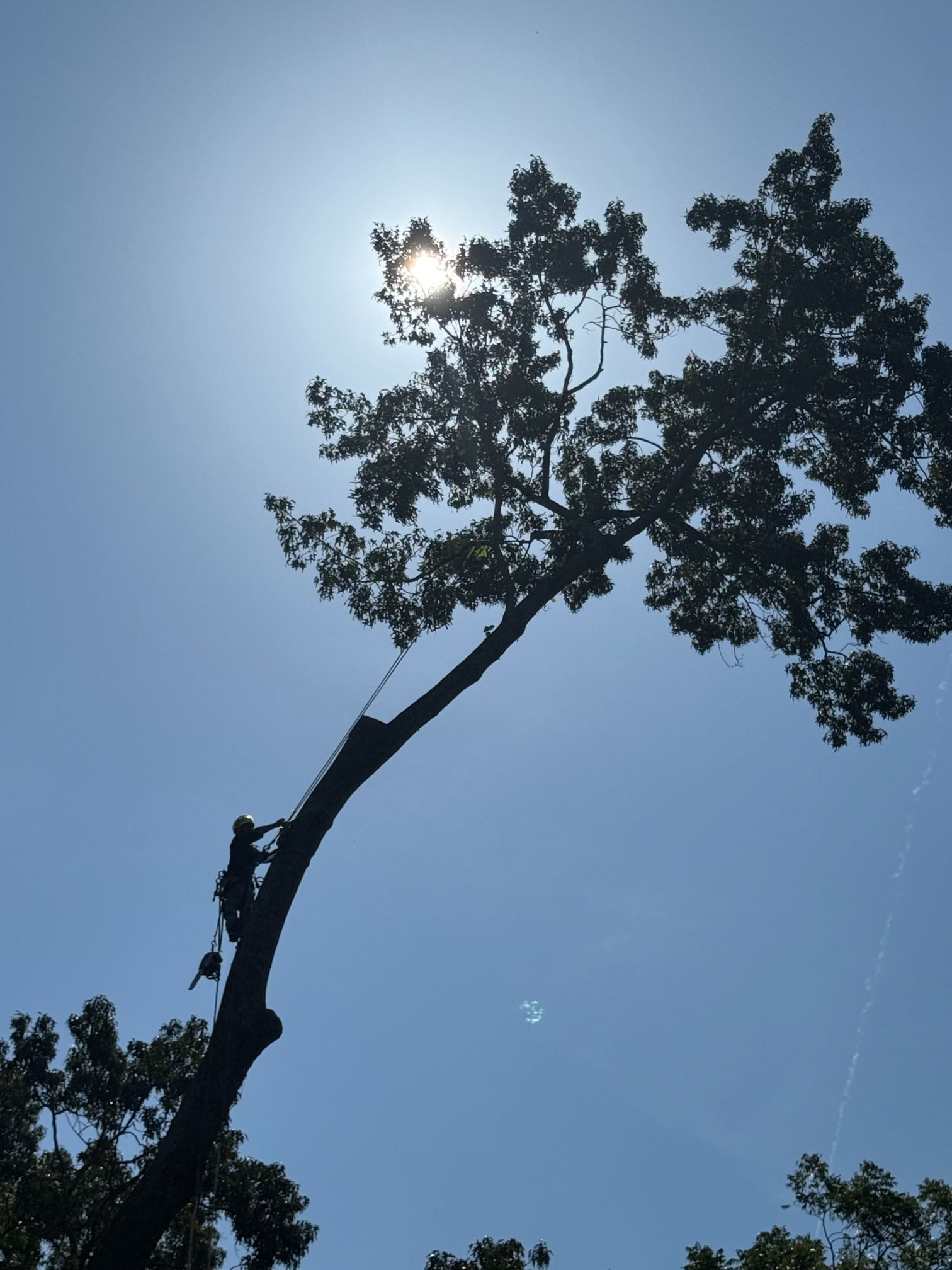 Tall tree silhouette against a bright blue sky with the sun shining through its leaves