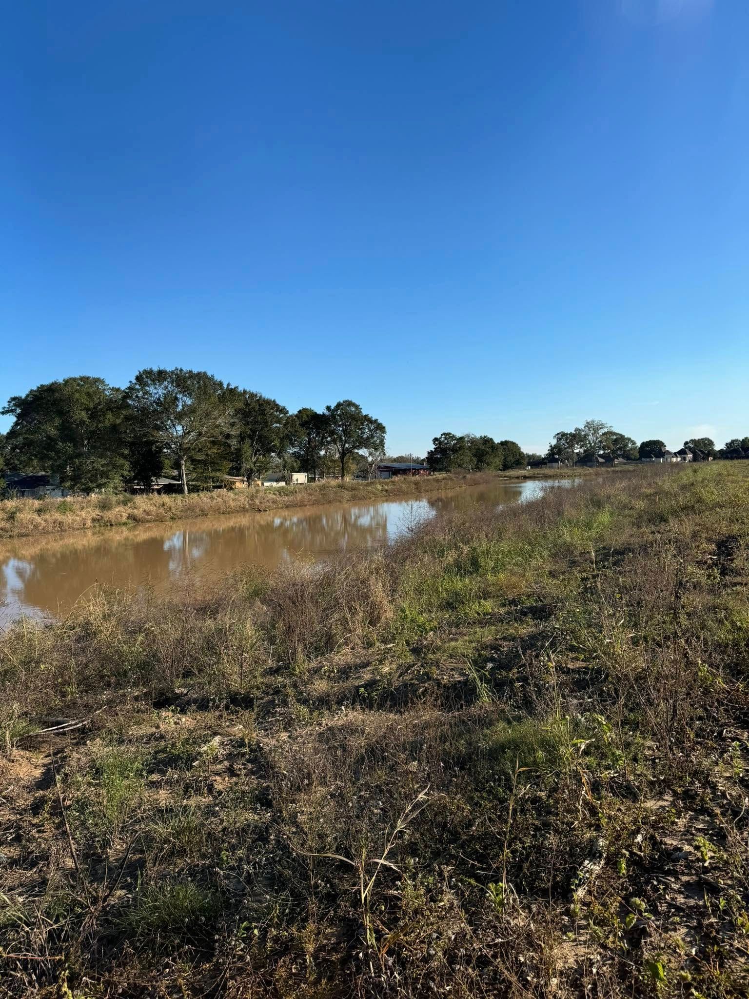 Wetland pond with muddy water, low brush, and trees under a clear blue sky