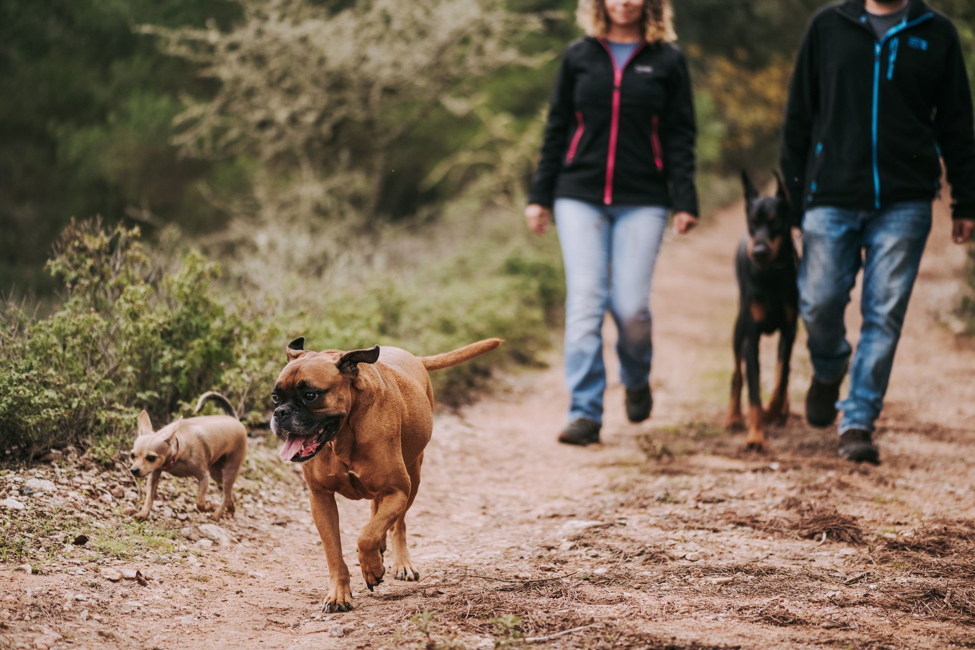 Two people walk dogs along a dirt trail in a wooded area.