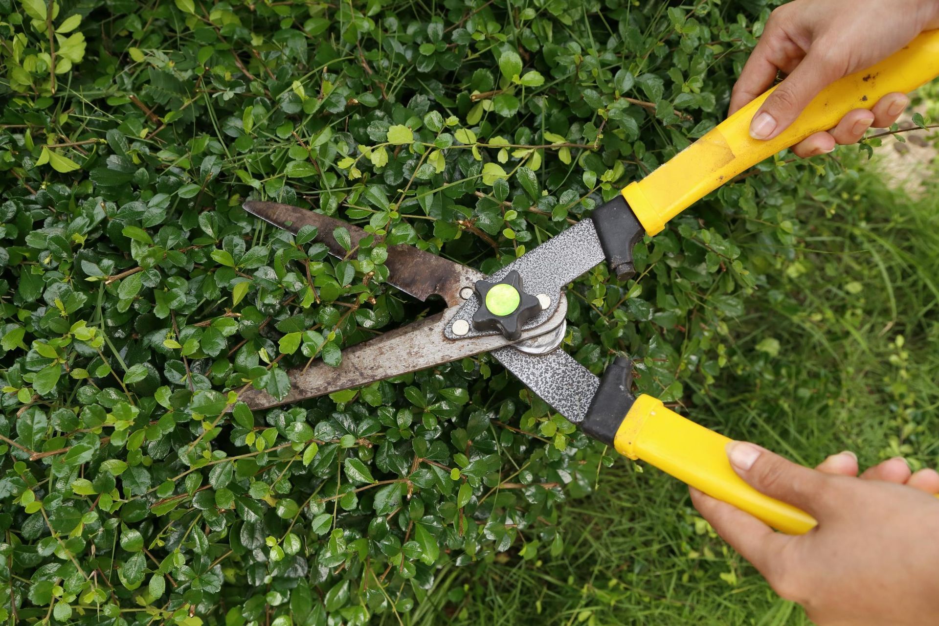 A person is cutting a bush with a pair of scissors