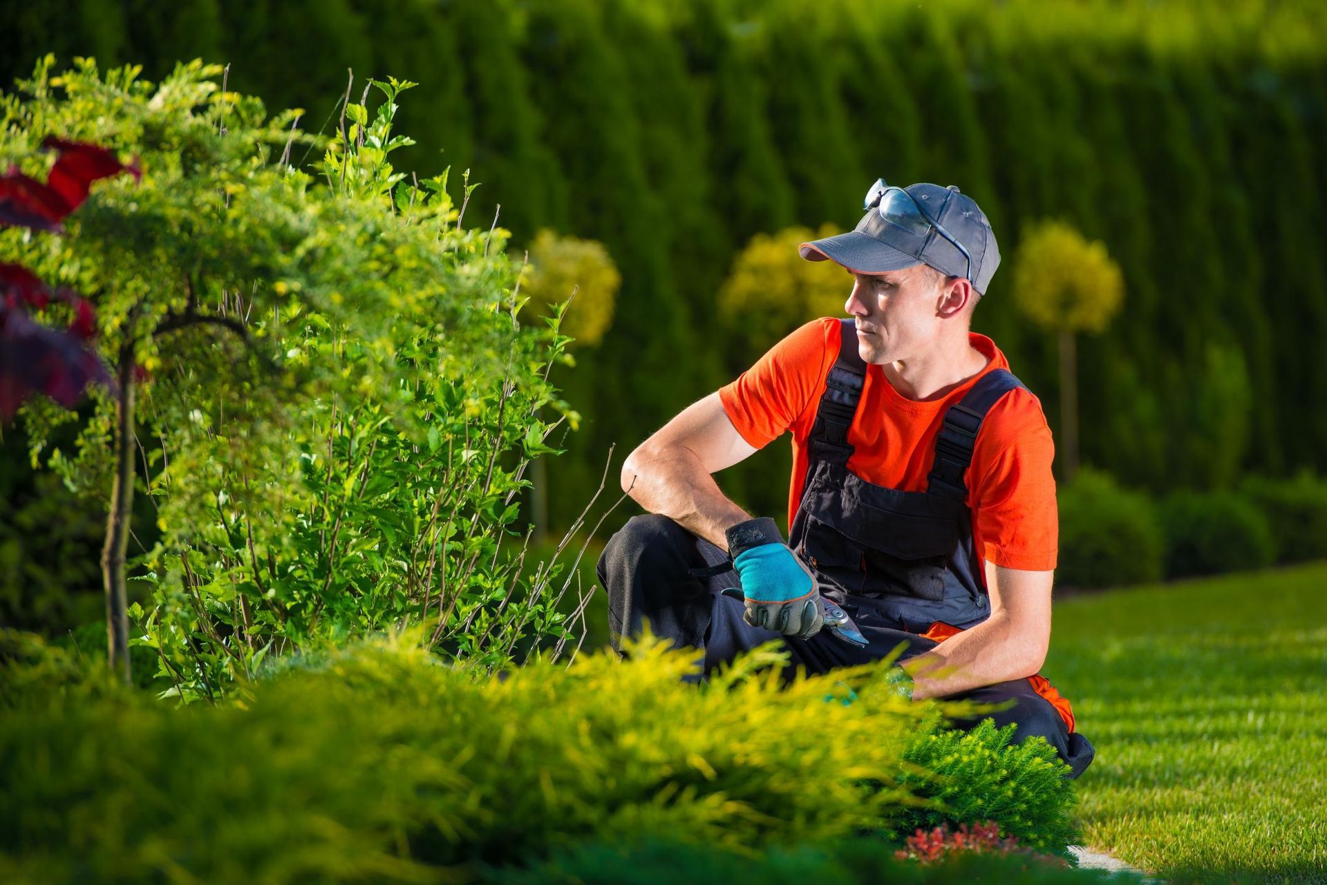 A man is kneeling down in a garden cutting a bush.